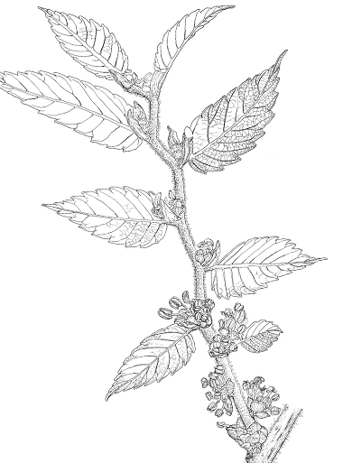 Zelkova carpinifolia Blüten